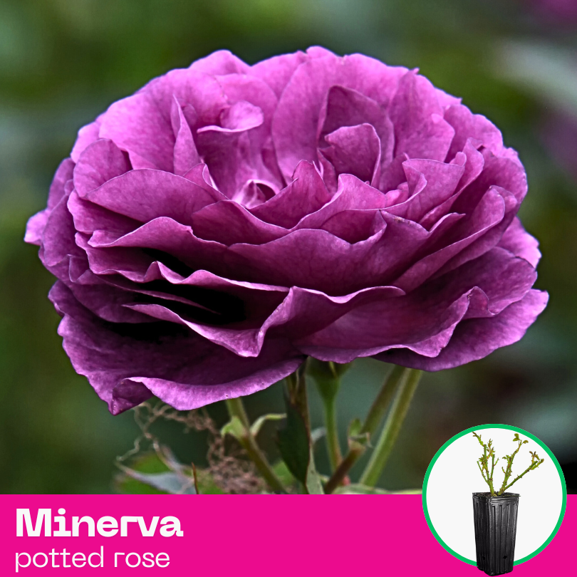 Rose Minerva