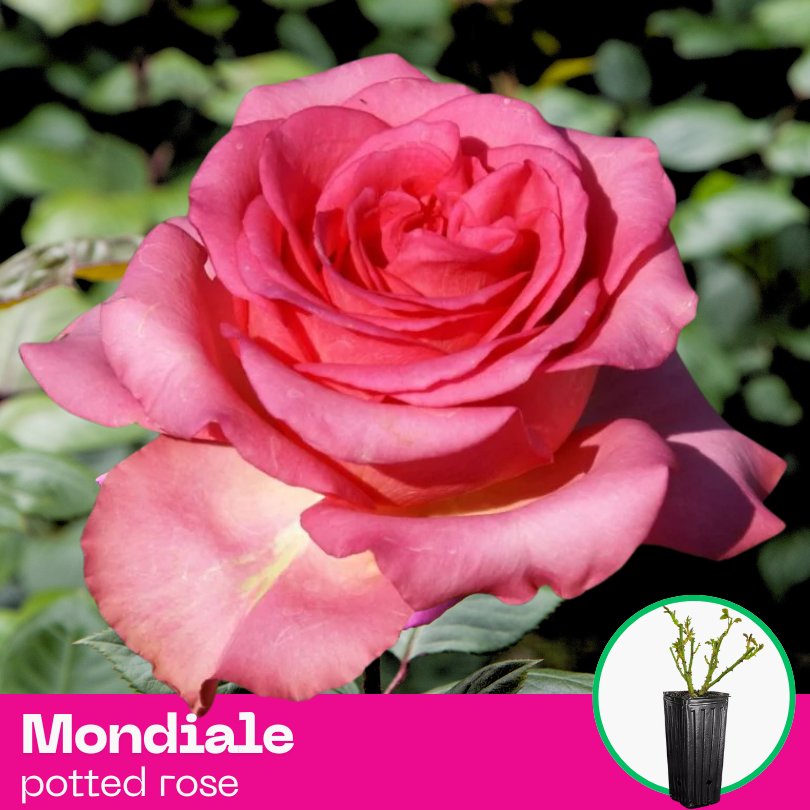 Rose Mondiale