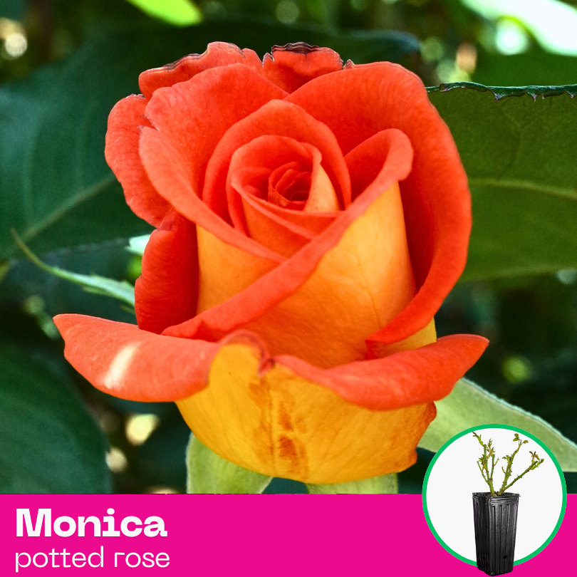 Rose Monica
