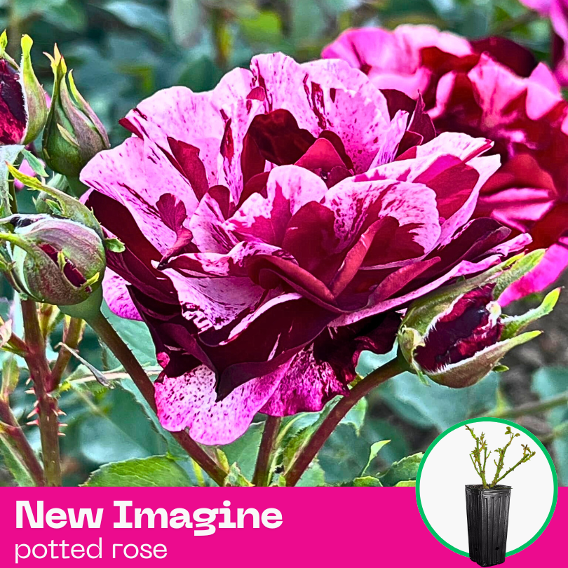 Rose New Imagine