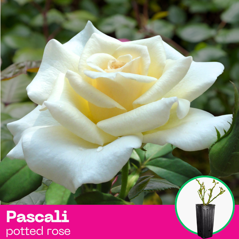 Rose Pascali