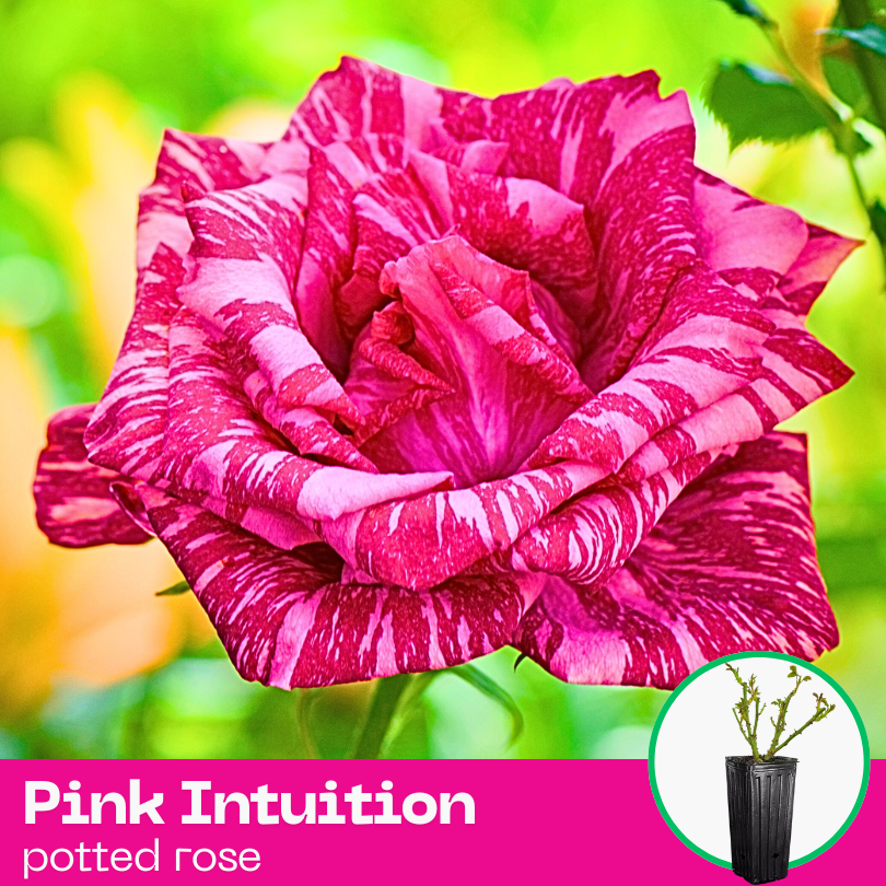 Rose Pink Intuition