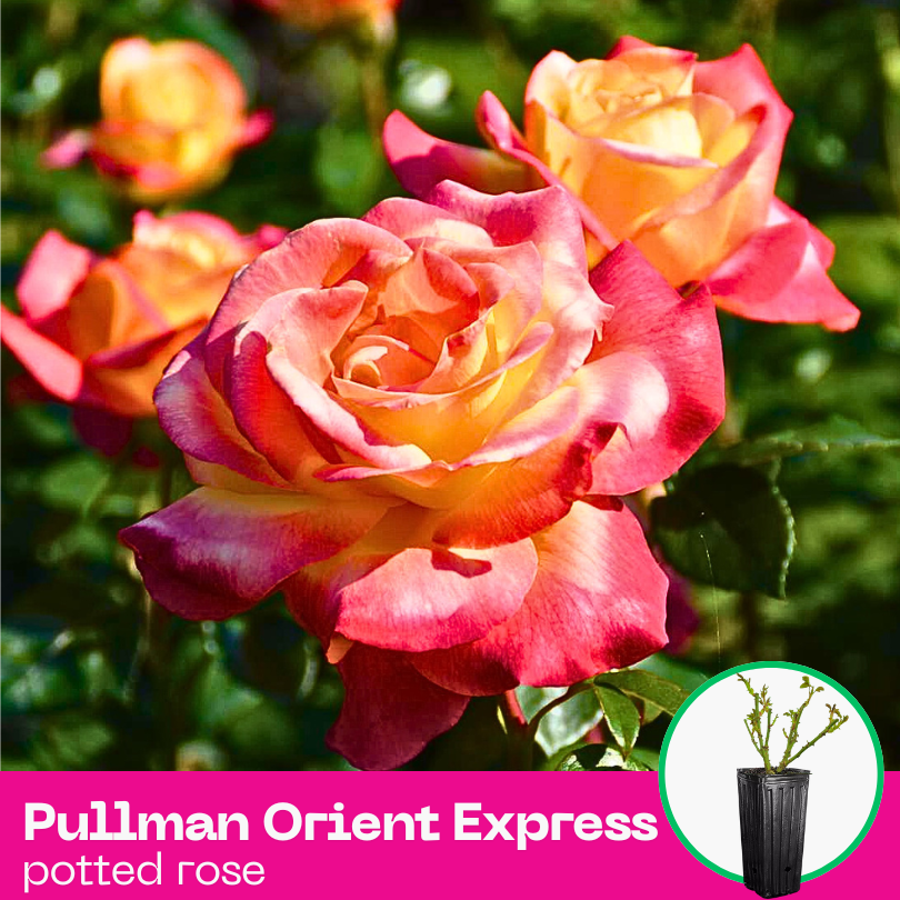 Rose Pullman Orient Express