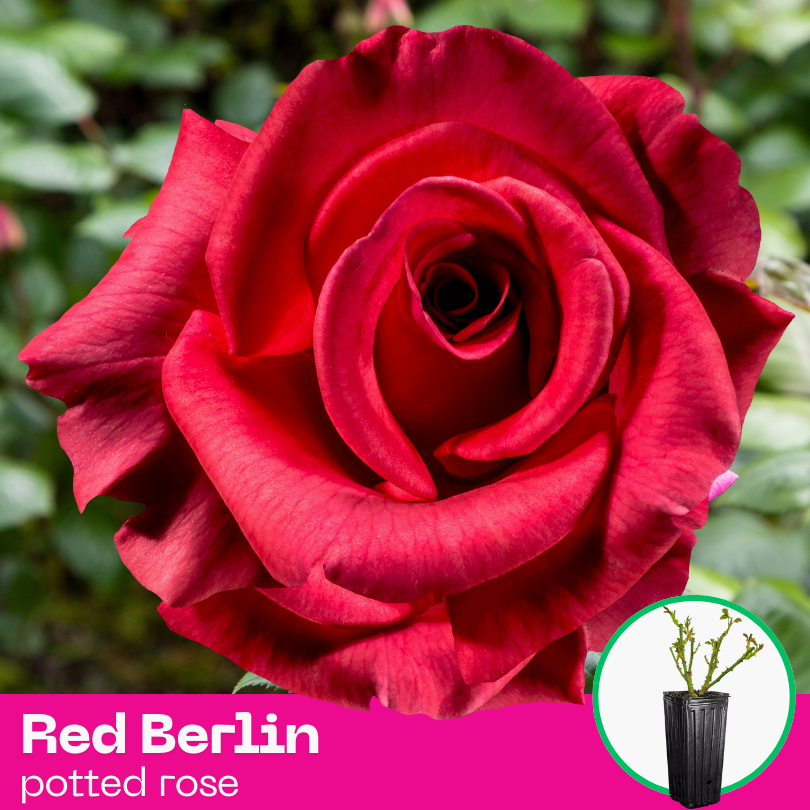 Rose Red Berlin