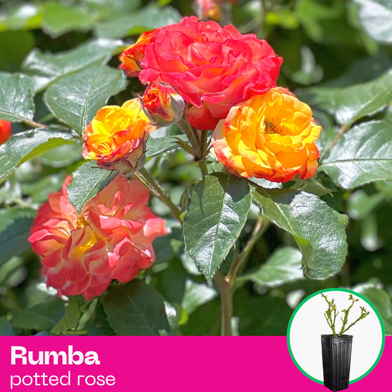 Rose Rumba