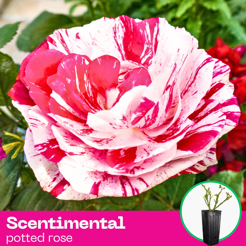 Rose Scentimental