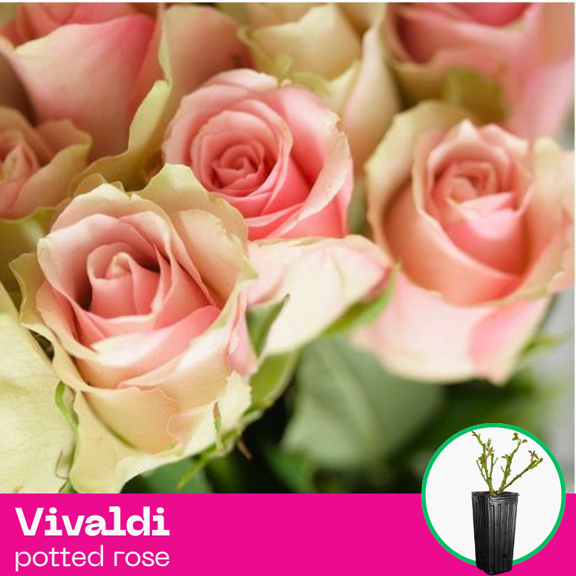 Rose Vivaldi