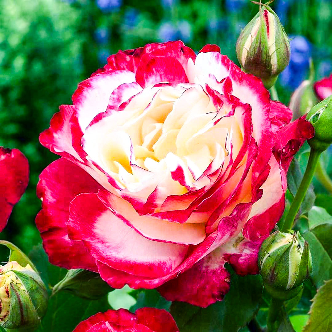 Close-up of a Double Delight cream and red rose surrounded by buds
