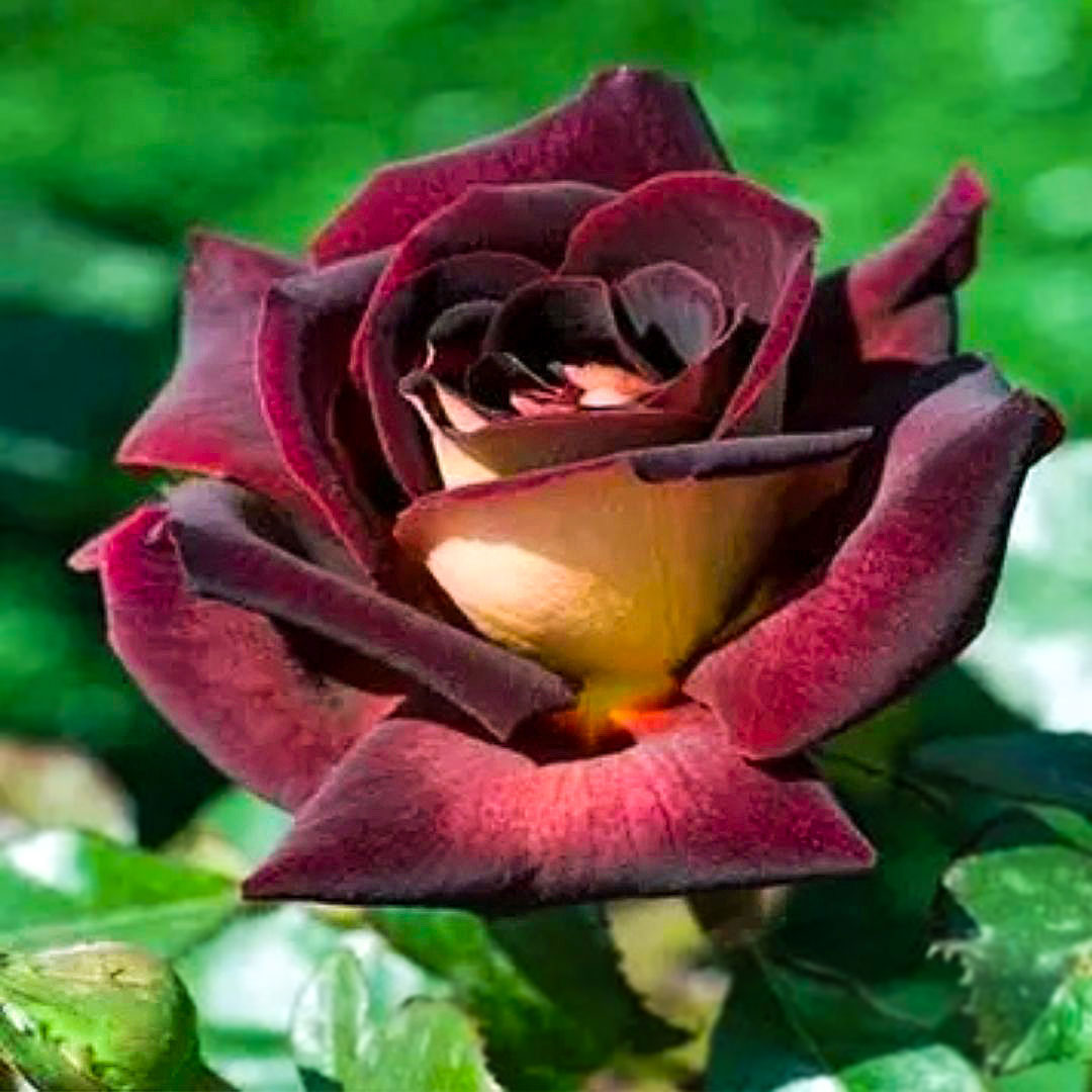 Close-up of an Eddy Mitchell dark red flower with a golden petal reverse