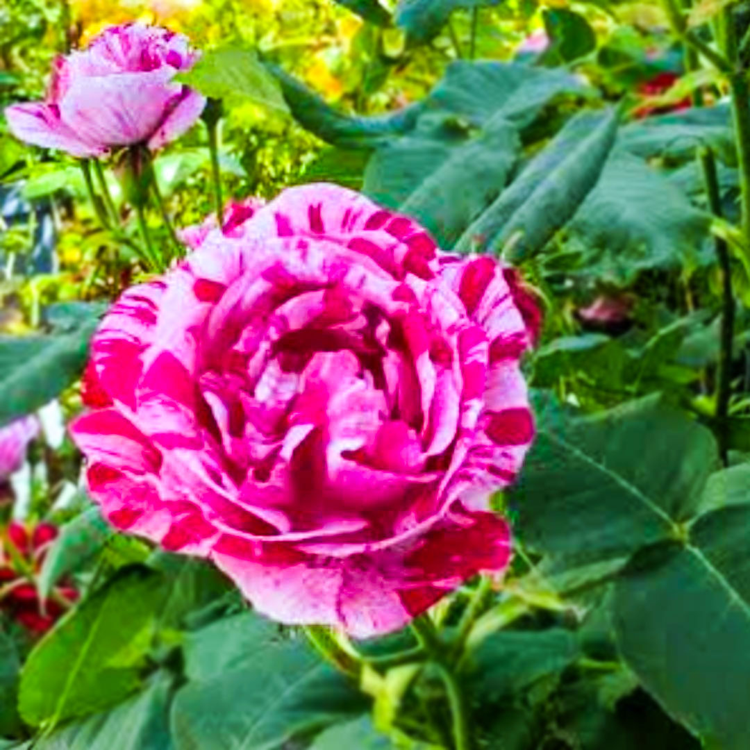 Open Ferdinand Pichard flower with pink and crimson stripes beside green foliage