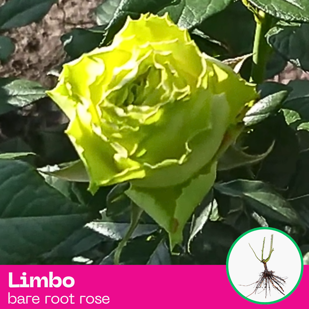 Rose Limbo