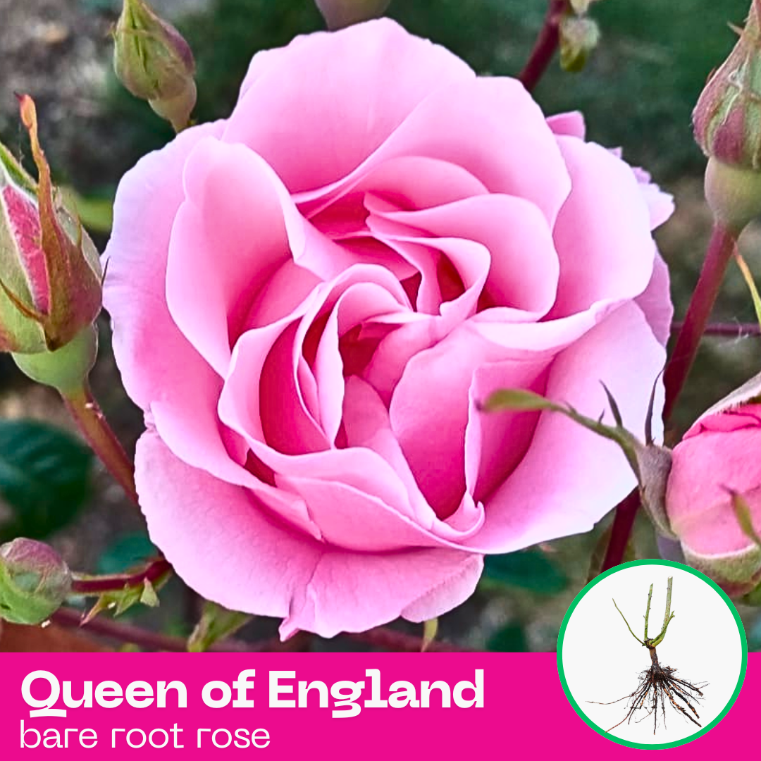 Queen of England rose plant - hybrid tea - bare root