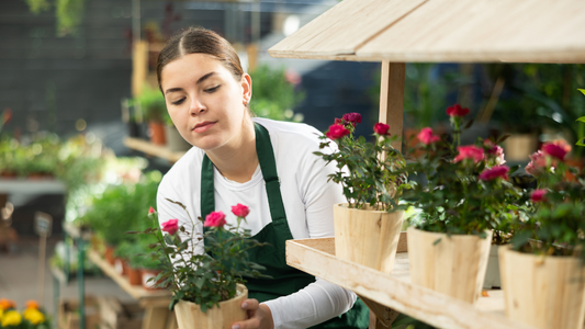 Rose Bush FAQs