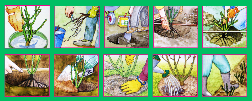 How to plant a bare root rose in 10 steps