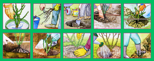 How to plant a bare root rose in 10 steps
