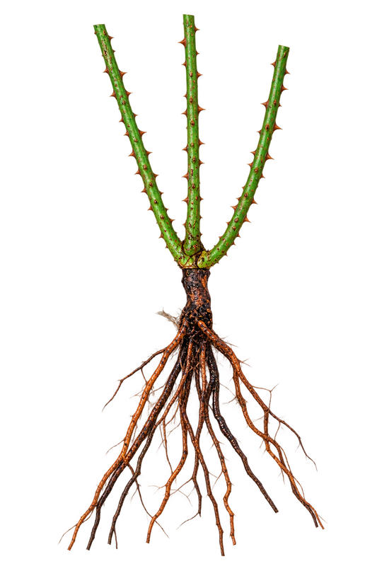 Bare root rose plant with three canes and exposed roots for UK dormant-season planting