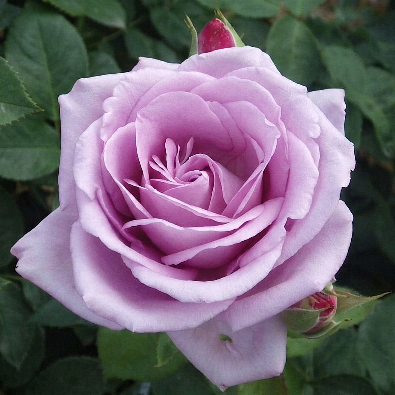 Rose Blue Moon