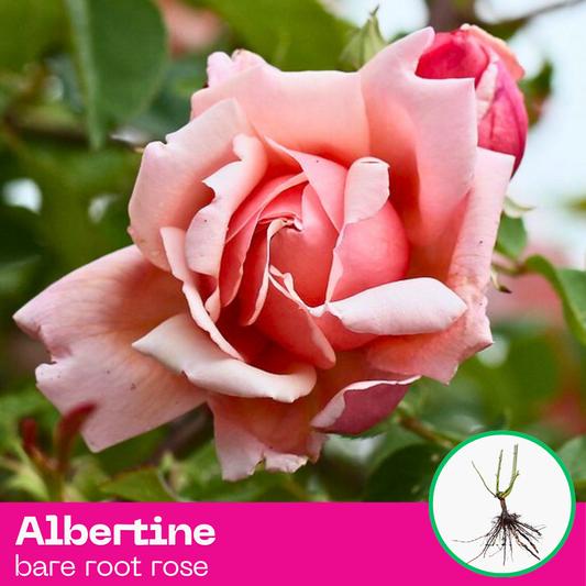 Albertine rose plant - Climbing - bare root