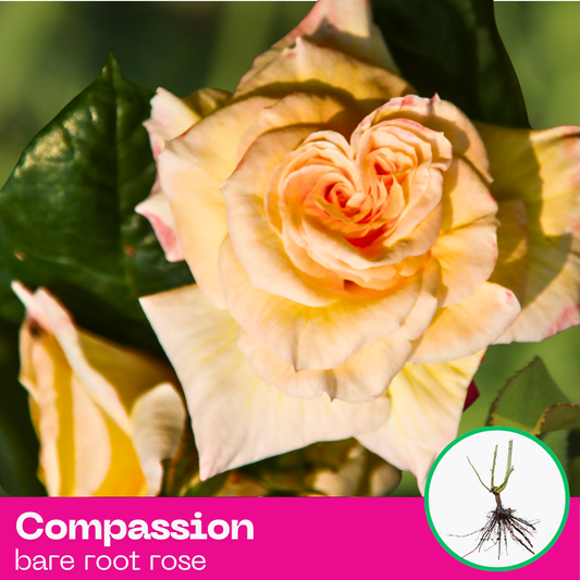 Compassion rose plant - Climbing - bare root