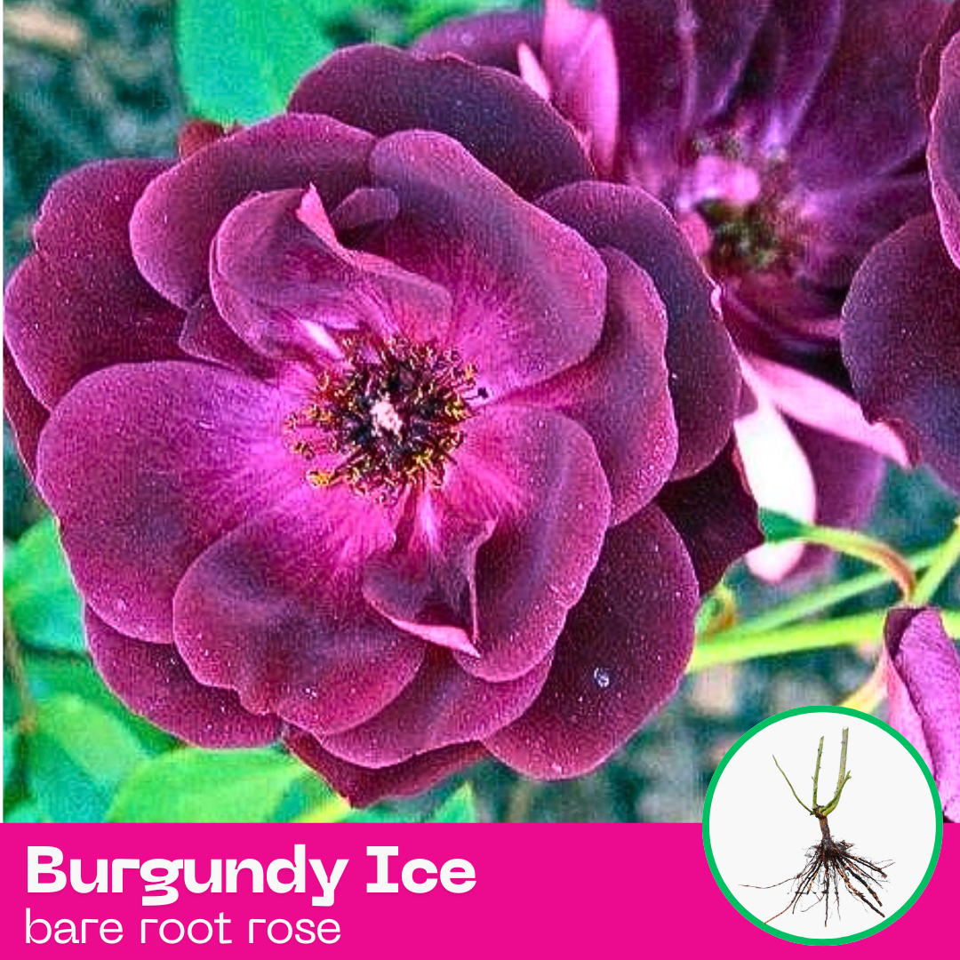 Burgundy Ice rose plant - floribunda - bare root