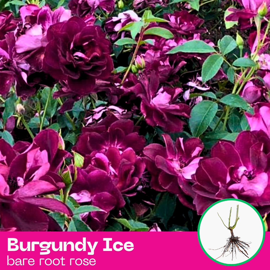 Burgundy Ice rose plant - floribunda - bare root