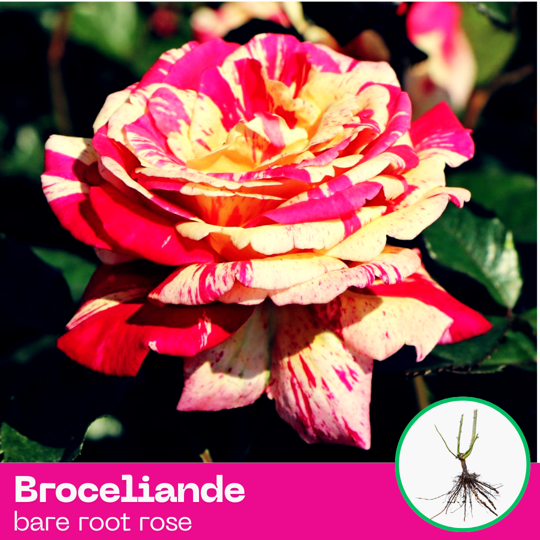 Rose Broceliande