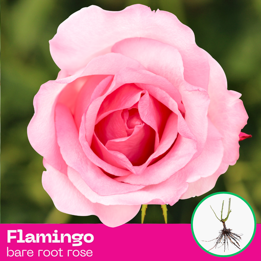 Flamingo rose plant - hybrid tea - bare root