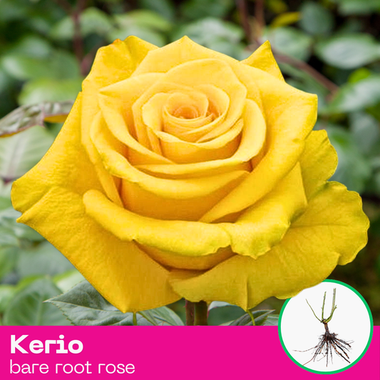 Kerio rose plant - hybrid tea - bare root