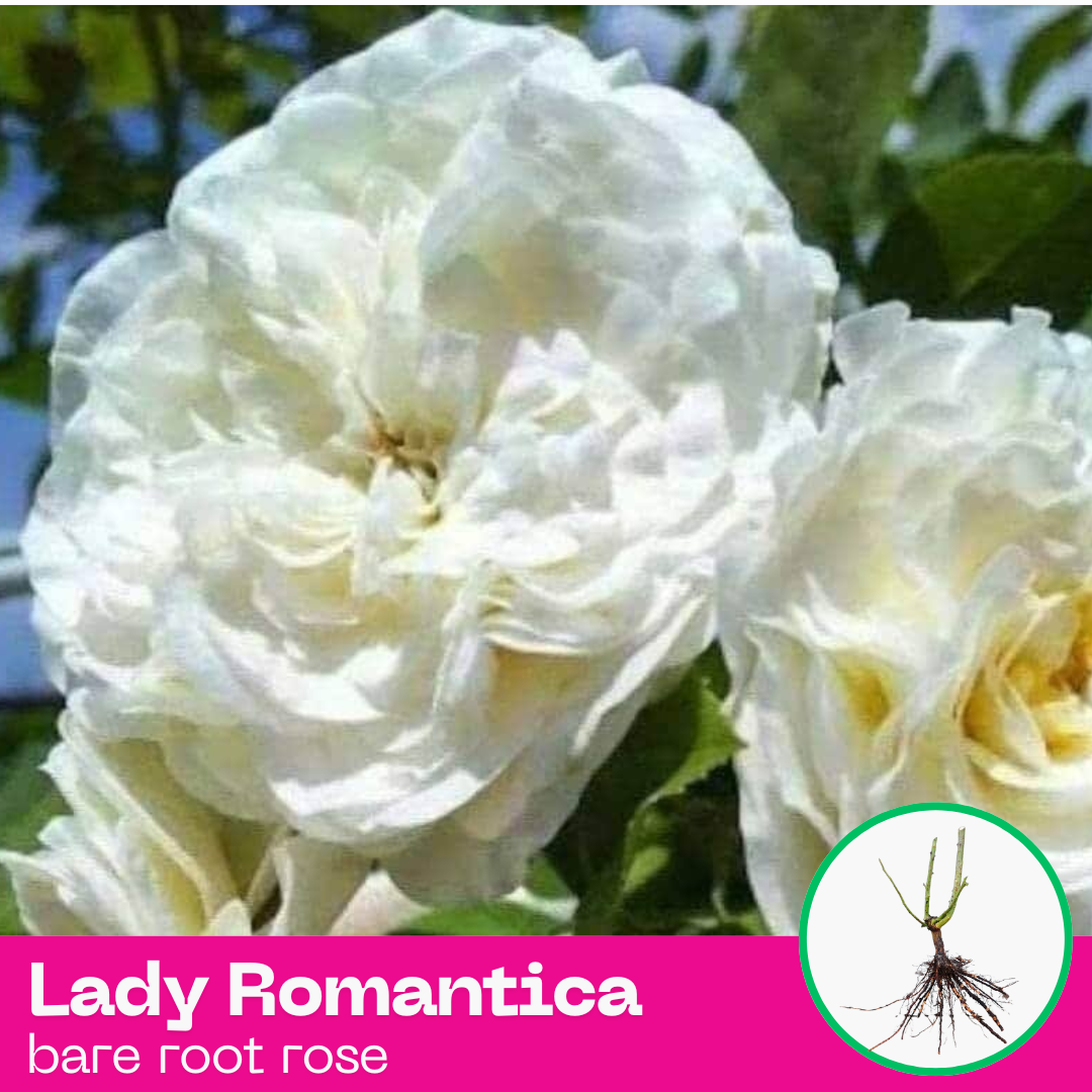 Rose Lady Romantica