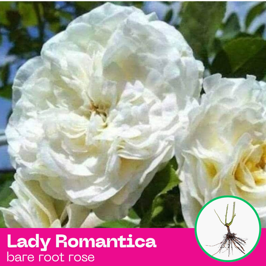 Rose Lady Romantica
