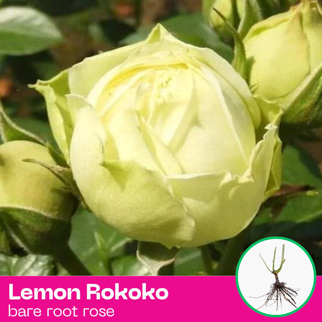 Rose Lemon Rokoko