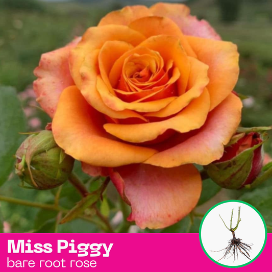 Rose Miss Piggy