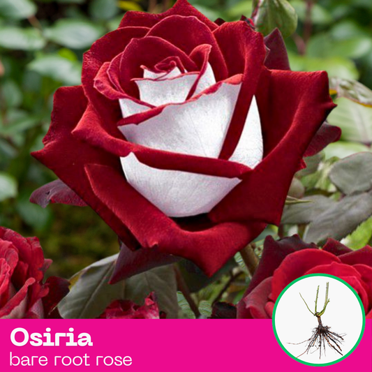 Osiria rose plant - hybrid tea - bare root