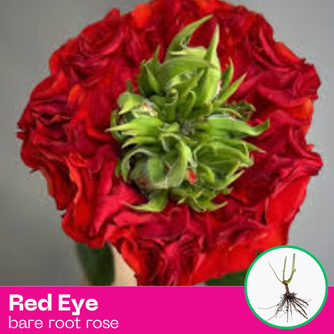 Rose Red Eye