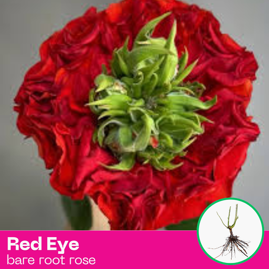 Rose Red Eye