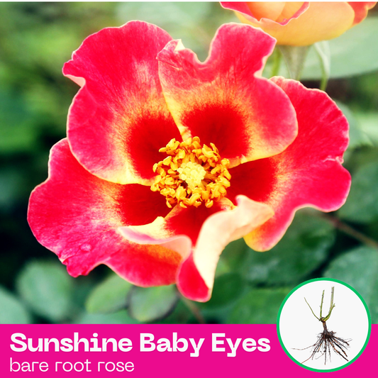 Rose Sunshine Baby Eyes