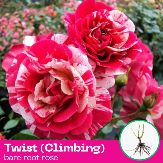 Rose Twist - Climbing