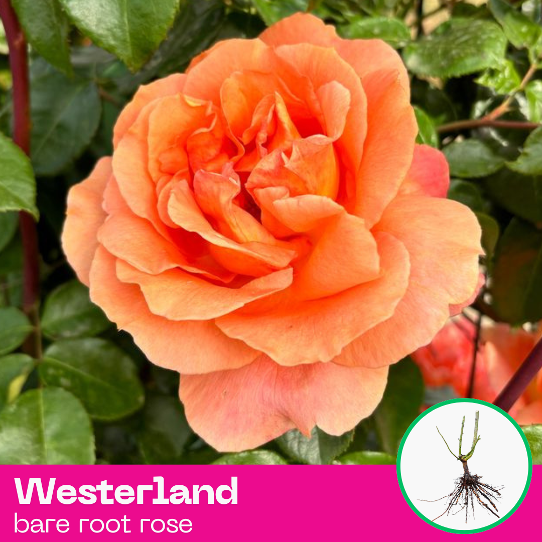 Rose Westerland – Gorgeous Roses