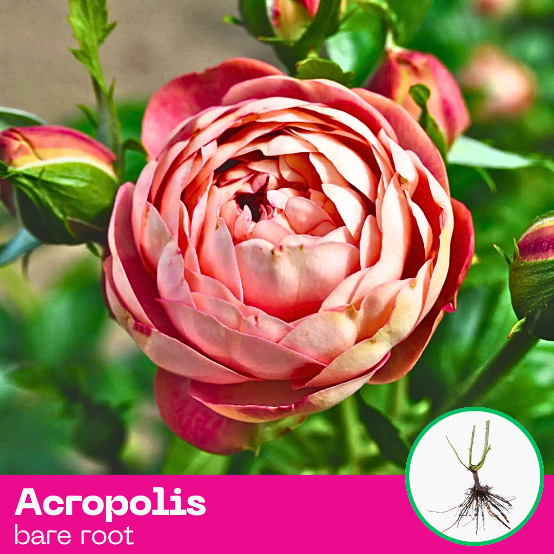 Rose Acropolis