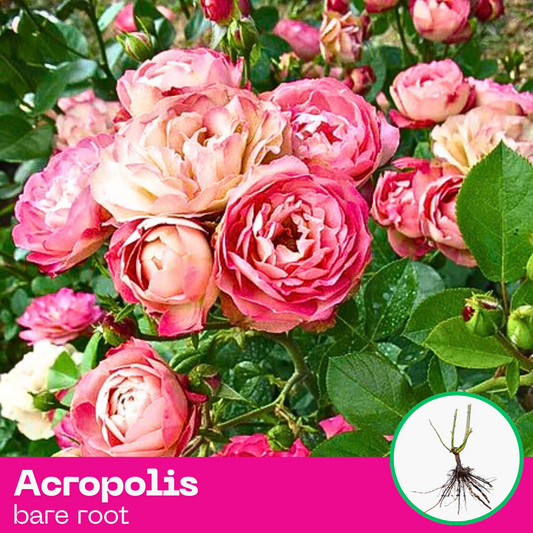 Rose Acropolis