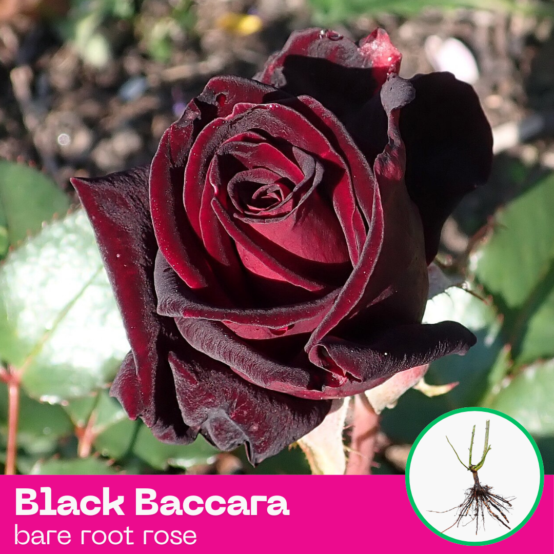 Black Baccara rose plant - hybrid tea - bare root