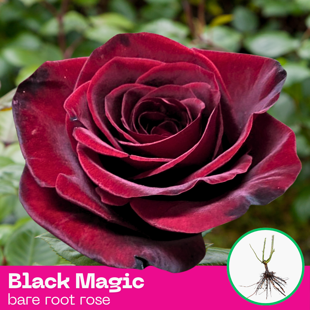 Black Magic rose plant - hybrid tea - bare root