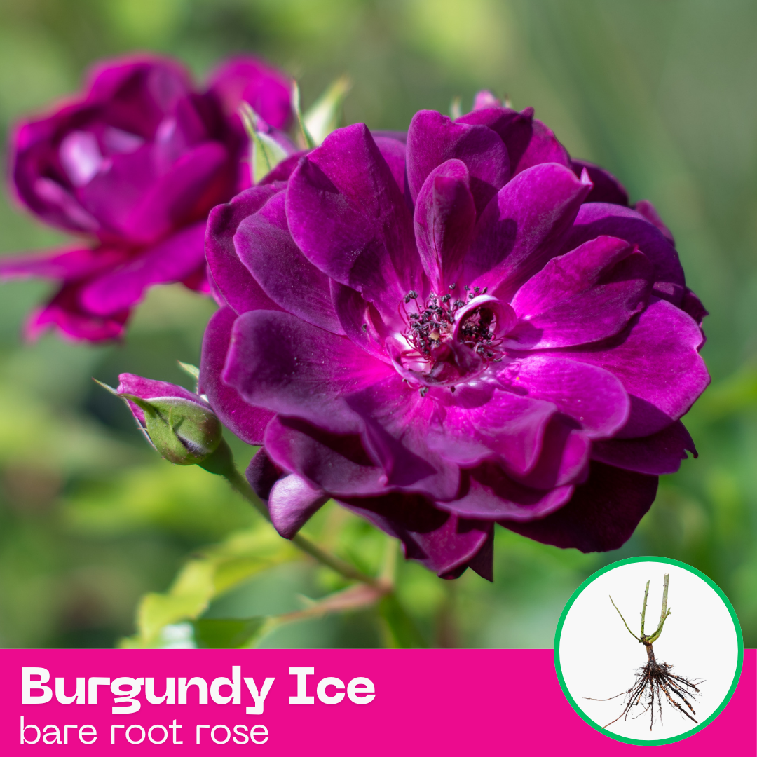 Burgundy Ice rose plant - floribunda - bare root