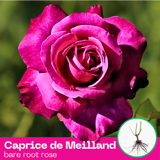 Caprice de Meilland rose plant - hybrid tea - bare root