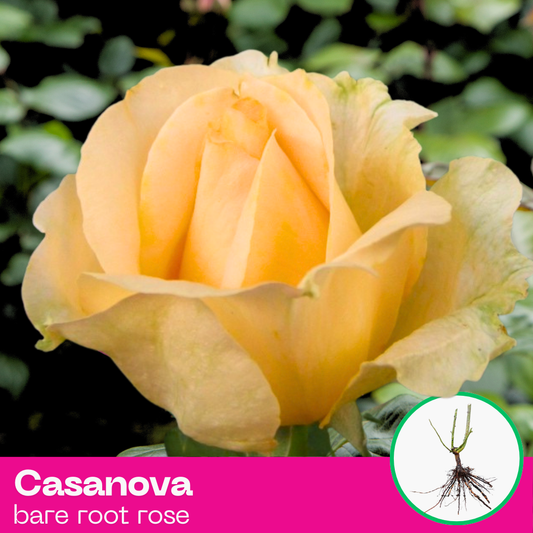 Casanova rose plant - hybrid tea - bare root