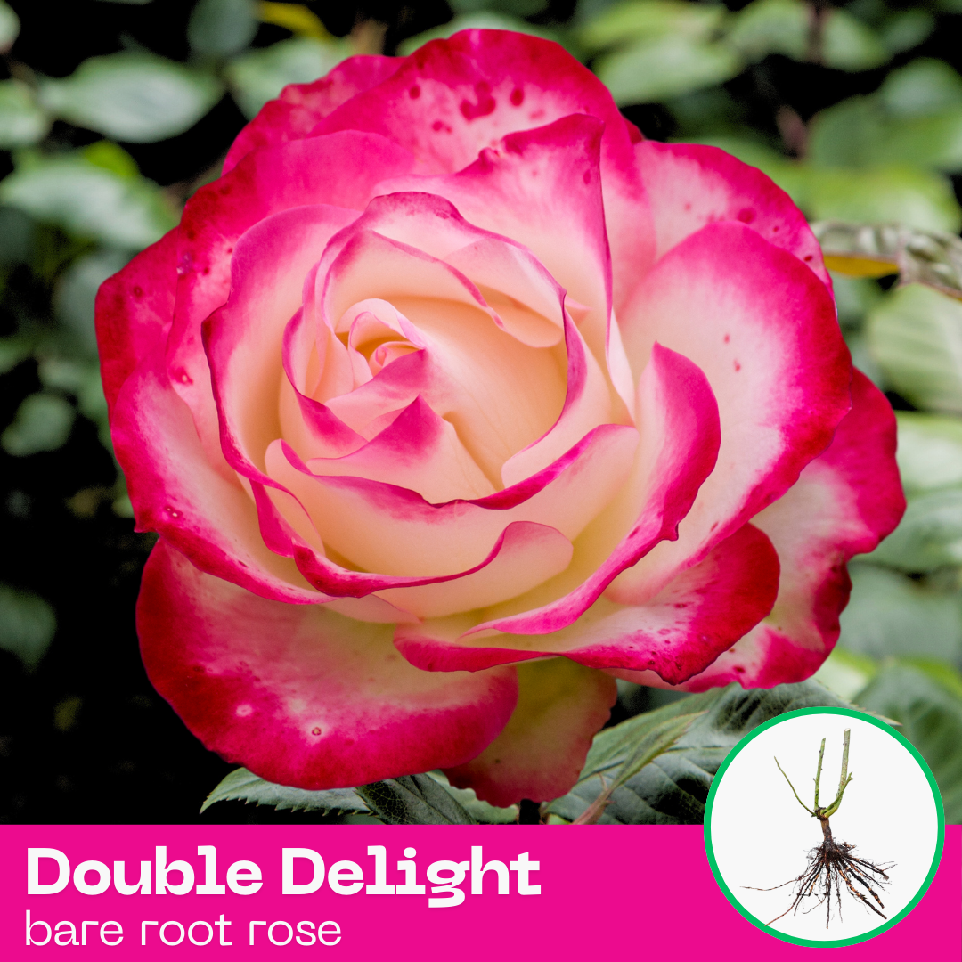 Double Delight rose plant - hybrid tea - bare root