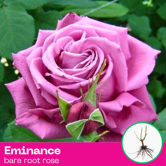 Eminance rose plant - hybrid tea - bare root