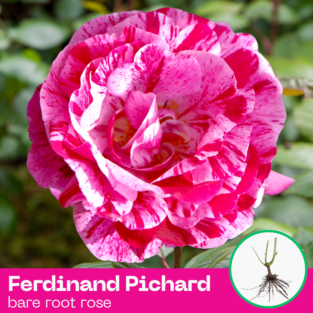 Ferdinand Pichard rose plant - hybrid tea - bare root