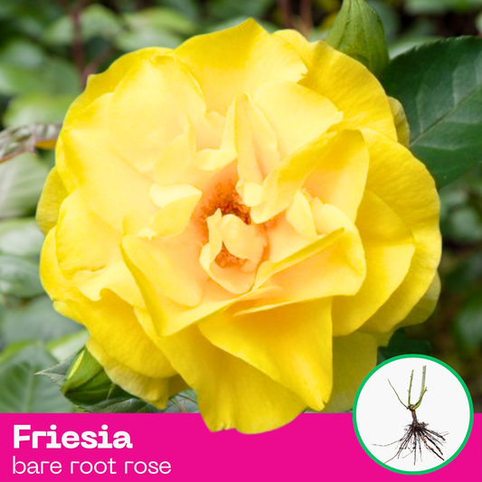 Friesia rose plant - floribunda - bare root