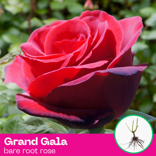 Grand Gala rose plant - hybrid tea - bare root